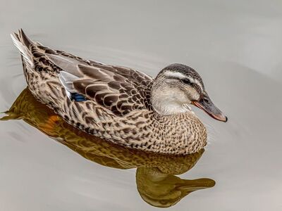 duck, hd wallpaper, waterfowl, nature, female, wildlife, pond, lake, swimming, reflection, calm, feathers, plumage, brown, animal, beak, profile, wallpaper, background, bill