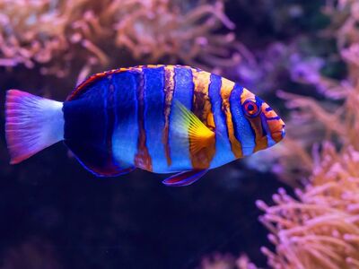 harlequin tuskfish, aquarium, underwater, colorful, sea, coral reef, tropical, diving, exotic, fish, cairns aquarium, aquatic, foreign, flora and fauna, marine life, swimming, reef, invertebrates, living, marine aquaculture