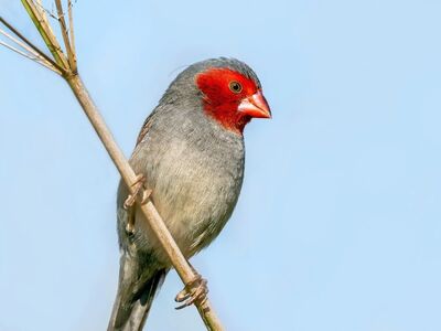 finch, windows wallpaper, bird, nature, wildlife, ornithology, birdwatching, free wallpaper, full hd wallpaper, laptop wallpaper, perched, mac wallpaper, red, wallpaper hd, blue sky, hd wallpaper, twig, cool backgrounds, habitat, free background, 4k wallpaper 1920x1080, red face, bird photography, bird capturing, fauna, 4k wallpaper, red cap, beautiful wallpaper, desktop backgrounds, red beak, wallpaper 4k, natural, background