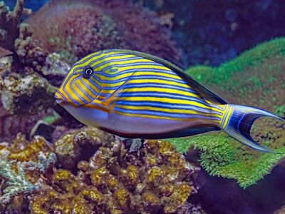 bluelined surgeonfish, coral reef, exotic fish, diving, colorful, tropical, aquarium, cairns, australia, yellow, blue, nature, sea, ocean, aquatic life, animal, natural habitat, tropical reef fish, ecosystem, saltwater, marine fauna