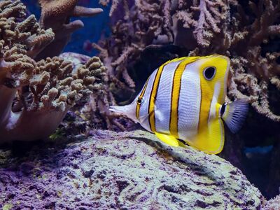 butterfly fish, aquarium, underwater, colorful, tropical, coral reef, marine, copperband, yellow, stripes, fish, water, nature, zoo, sea, habitat, scales, ecosystem, fishing, photography