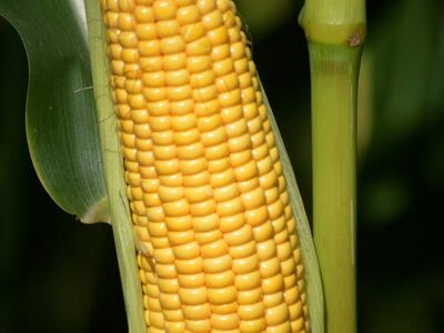 corn, harvest, close-up, agriculture, yellow, plant, crop, food, spices, white, fresh, natural, leaf, texture, vegetarian, growing, cornfield, corn plant, vitamins, fiber