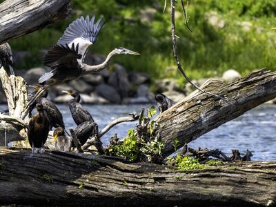 heron, cormorant, ornithology, avian, bird group, river, landscape, log, natural habitat, birdwatching, heron in flight, green leaves, backdrop, wildlife, animal behavior, natural environment, zoom, focus