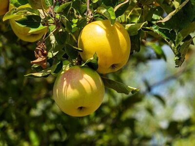 apple tree, apple, fruit, fresh, healthy, ripe, delicious, garden, nature, harvest, leaf, green, yellow, tree, bee, afternoon, sunshine, summer, orchard