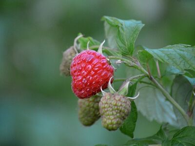 raspberries, red, garden, fruit, healthy, leaves, fresh, nature, bush, ripe, sweet, berry, vitamin, delicious, berry bush, healthy food, nutrition, antioxidants, flower