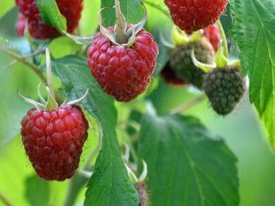 raspberries, green leaves, garden plant, nature, fruit, red, sweet, healthy, fresh, vitamin, shrub, berries, summer, cultivation, ripening, colorful, organic, botany