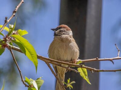 sparrow, nature, bird, wildlife, ornithology, beak, plumage, feathers, perched, branch, color, natural, tree, sunny, sharp teeth, perspective, outdoors, friendliness, enchantment