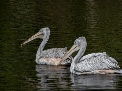 pelican, birds, waterbirds, feathers, plumage, ornithology, avian, reflection, floating, nature, calm, water, natural environment, wildlife, calm water, lake, feeding, pairing, silhouette