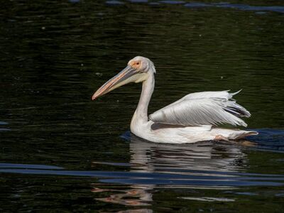 pelican, bird, animal, water, beak, feathers, wings, waterbird, ornithology, waterfowl, reflection, fauna, swimming, wildlife, wing, dam, nature, plumage, beautiful scenery, natural environment