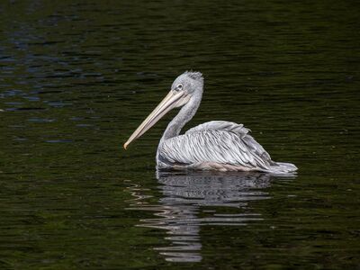 pelican, bird, animal, water, beak, plumage, feathers, wings, waterfowl, animal behavior, pond, natural habitat, water surface, wild, wildlife, ornithology, floating bird, nature, tranquility, natural landscape