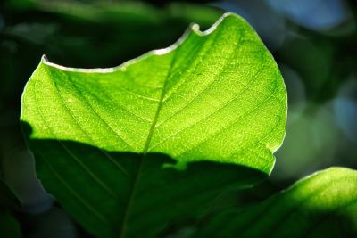 leaf, sunlight, green, shadow, macro, close-up, flora, texture, botany, vein, bright, nature, contour, thematic background, natural motif, pattern, glowing, environmental theme, energy, photosynthesis