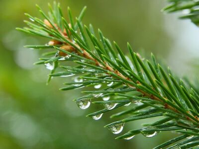 spruce, water droplets, nature, green, macro, branch, needle, capillary, rainy environment, refreshment, fir, sheen, surface tension, nature details, outdoor, fresh, natural detail, silence