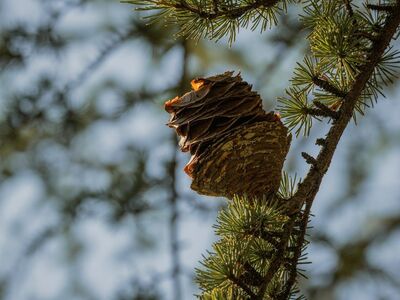 nature, tree, pinecone, needles, forest, coniferous, branches, clouds, natural, landscape, ecosystem, flying, nest, pine, seed dispersal, natural textures, close-up, outdoor, wildlife, zoology