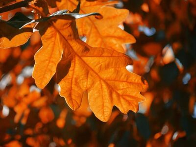 autumn, oak leaves, orange, foliage, natural beauty, autumn delight, vibrant colors, nature, autumn foliage, radiant autumn colors, warm tones, seasonal colors, nature motif, outdoor view, impression of nature, nature photography, autumn atmosphere, nature wallpaper, outdoor world