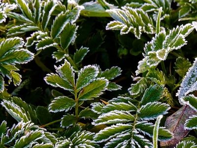 frost, leaves, winter, nature, autumn, morning, fresh, green, plants, outdoors, landscape, foliage, white, cold, detail, frost on leaves, morning frost, natural beauty, focus