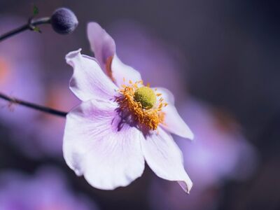 pink, flower, autumn, natural, macro, petal, nature, garden, background, details, japanese anemone, close-up, flowerbed, blooming, delicate, blossom, graceful, center, beauty, color intensity