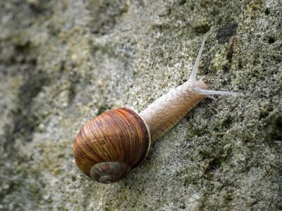 snail, rock, shell, nature, moss, gastropod, animal, mollusk, background, texture, close-up, ecology, spiral, stone surface, slime, ecosystem, wildlife, environment, life cycle, camouflage