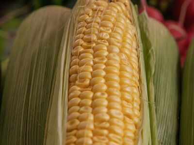 corn, ear, vegetable, agriculture, fresh, leaf, yellow, gardening, radishes, organic, green, harvest, natural, agricultural product, grain, crop, traditional, foliage, details, red