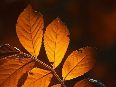 autumn, leaves, bokeh, bright, orange, leaf veins, detail, autumn mood, nature, autumn colors, background, contrast, beauty, decoration, nature wallpaper, branch, sunlight, texture, warmth, art