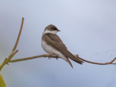bird, swallow, nature, wildlife, bird photography, animal, outdoor photography, nature photography, birdwatching, feathers, close-up, branch, bird lover, bird in flight, wild bird, gray color, bird portrait, avian, engagement