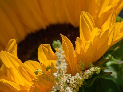sunflower, flower, nature, garden, summery, sunny, yellow, decoration, blooming, color, botany, flowering plant, beautiful flowers, agriculture, countryside, flower background, stems, natural beauty, iris, details, flower wallpaper, close-up