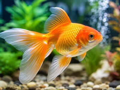goldfish, aquarium, orange, scales, fins, swimming, freshwater, nature, underwater, wildlife, colorful, blurred, serene, bubbles, plants, gravel, realistic, translucent, aquarium decoration, varied