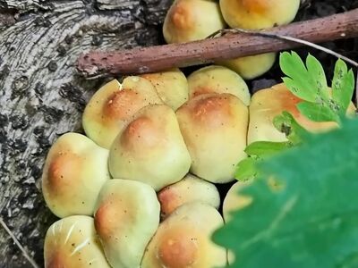 mushrooms, honey mushroom, nature, autumn, trees, pine needles, toadstools, forest, plants, mycology, mushroom foraging, ecosystem, bolete, natural beauty, ecology, peaceful, nature details, mushroom cluster, green
