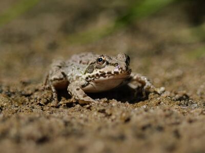 frog, eye, macro, wildlife, nature, reptile, sand, close-up, outdoor, living creature, animal life, insect, face, up-close, jumping frog, animal, natural, soil, color combination