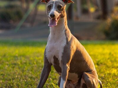 italian greyhound, dog, animal, mammal, puppy, outdoor, sunset, the mutt, high posture, nature, pet, barking