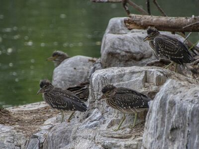 night heron, bird, juvenile, ornithology, feathers, birdwatching, perched, animals, waterbirds, gray, group, rocks, nature, biology, ecosystem, growing, camouflage, terrestrial, branch, flora and fauna