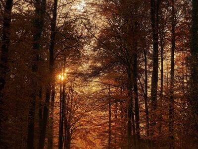 forest, darkness, autumn, pathway, sun, trees, nature, dusk, silhouette, sunset, autumn colors, lighting, serenity, natural light, calm, forest trail, autumn landscape, romantic, seclusion