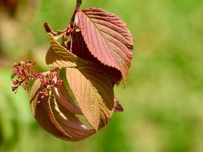 leaf, autumn, nature, botany, macro, details, natural texture, green background, leaf veins, beautiful, blur, seasonal, pink, life, fresh, ridge, outdoor, magical, art, balance, environment
