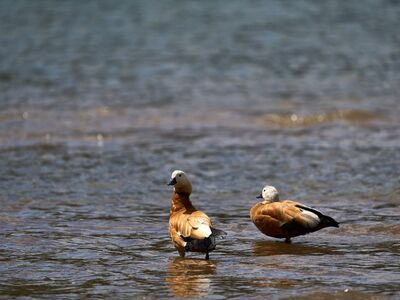 duck, water, pond, bird, nature, wildlife, bathing, habitat, drake, duck breeding, horizontal, reservoir, wetland, calm, relaxation, animal watching, beautiful scenery, lake, reflection