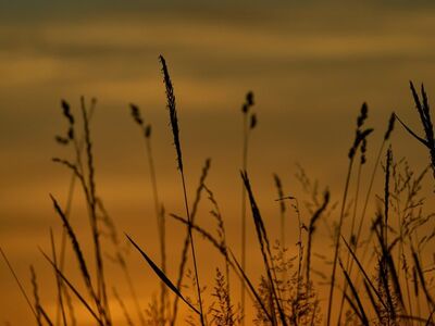 nature, sunset, silhouettes, grass, orange sky, autumn, dazzling, calm, beauty, sun rays, evening, romantic, quiet scenery, shadows, golden hour, natural beauty, west, light, beautiful scenery, sky