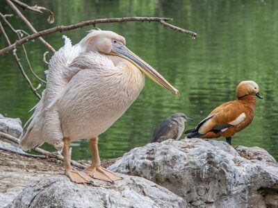 pelican, bird, waterbird, wing, feather, beak, stone, animal, plumage, fauna, ornithology, water, nature, feathered, branch, avian, bill, mahogany, natural history
