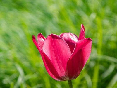 tulip, flower, pink, garden, bloom, nature, petal, outdoor, cultivation, spring, botany, green, single, close-up, symmetrical, beauty, natural, colorful, background
