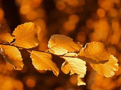 autumn, leaves, orange, autumn colors, nature, bokeh, backlight, leaf structure, close-up, seasonal, light, foliage, golden, leaf veins, bright colors, hd background, nature wallpaper, autumn leaves, autumn mood