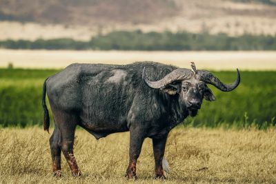 buffalo, nature, africa, tanzania, safari, animal, mammal, wilderness, bird, ecosystem, insects, photographer's intent, wild animals, savannah, ecology, nature reserve, open nature, hot climate, african fauna