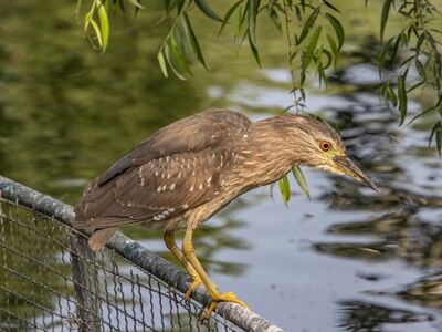 night heron, bird, wildlife, ornithology, beak, birdwatching, feathers, perched, water, outdoors, plumage, fence, foliage, green, animal sitting on fence, animal photography, yellow feet, reflection in water, wild bird, tree branches, natural habitat