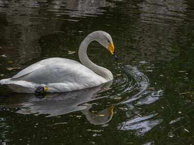 white swan, bird, waterfowl, feathers, swimming, beak, reflection, ornithology, calm, water surface, harmonious, environment, calm water, wildlife, pure, natural beauty, peaceful place, aquatic animal, lake, water ecosystem