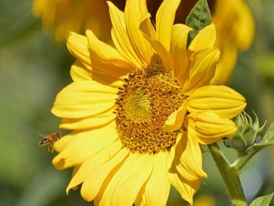 sunflower, bee, insect, nature, yellow flower, summer flower, agriculture, rural, pollination, botany, blossom, summer season, flower wallpaper, plant, summer nature, agricultural field, natural beauty, garden, summer atmosphere