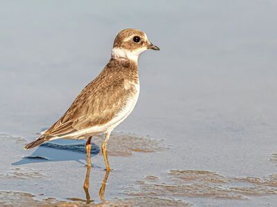 ringed plover, bird, wildlife, beach, nature, shore, small bird, reflection, feather, beak, water, reflected image, coast, grey color, shallow water, mud, close-up, chromatic adaptation, black stripe
