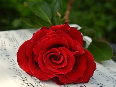 rose, red, sheet music, music, romance, valentine's day, flower, love, bloom, emotional, decorative, inspiration, melody, celebration, romantic, musical, concert, joy, fruit of love, wedding day, unusual