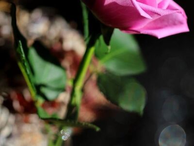 rose, pink color, nature, bloom, fresh, macro, detailed, flower, vase, romantic, beauty, background, petal, simplicity, simple, bright, bokeh effect, art, fragility