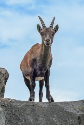 ibex, animal, nature, rocks, sky, mammal, rear view, mountainous, air, outdoors, individual, landscape, wild, natural, frontal view, day, beautiful, nature conservation, mountain region
