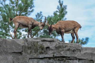 goat, rocks, nature, mammal, wilderness, confrontation, mountains, forest, horns, rubble, pair, rocky, curiosity, animal dynamics, tension, dominance, partnership, rivalry, mountain dwelling