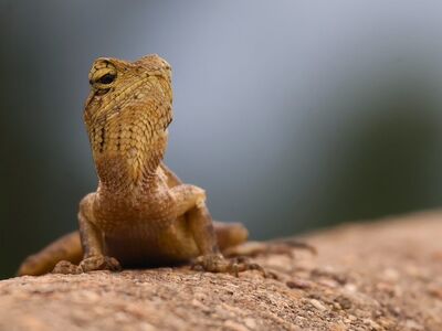 garden lizard, oriental garden lizard, changeable lizard, reptile, crawling, scales, from nature, wildlife, lizard-like, brown earth, natural habitat, observation, sandy color, wild animal, bioecology, animal detail, animal trail, attention