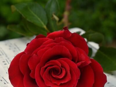 rose, beautiful flowers, beautiful wallpaper, sheet music, love, romance, red, flower background, rose flower, nature, music, flower, beauty, poetry, valentine, background, romantic music, flower wallpaper, melody, sentimental, decoration, personal, harmony, sensual, symbol, floral background, feeling