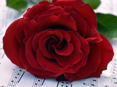 red rose, sheet music, romance, flower background, nature, valentine's day, elegance, love song, music, happy birthday, flower, bouquet, melody, flower wallpaper, romantic gesture, art, symbolism, musical symbolism, mood, decoration, beautiful flowers, red flower, musical notation, notes