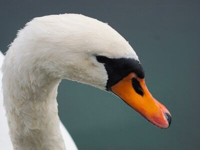 swan, bird, white, head, beak, beauty, water, nature, neck, wild, portrait, river, beautiful, animal, color, feather, favorite, grace, lake, swimming